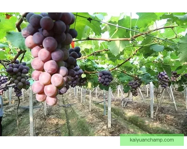 开元平台注册全攻略一步到位轻松注册畅享精彩福利